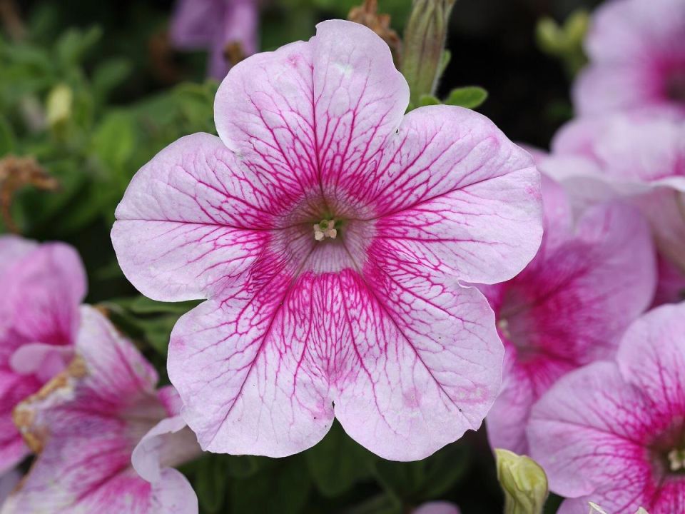 Как подготовить петунии к яркому летнему цветению: секреты зимнего ухода