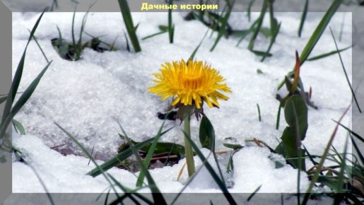 Спасаем растения в саду после заморозков: эффективные рецепты обработки пострадавших растений