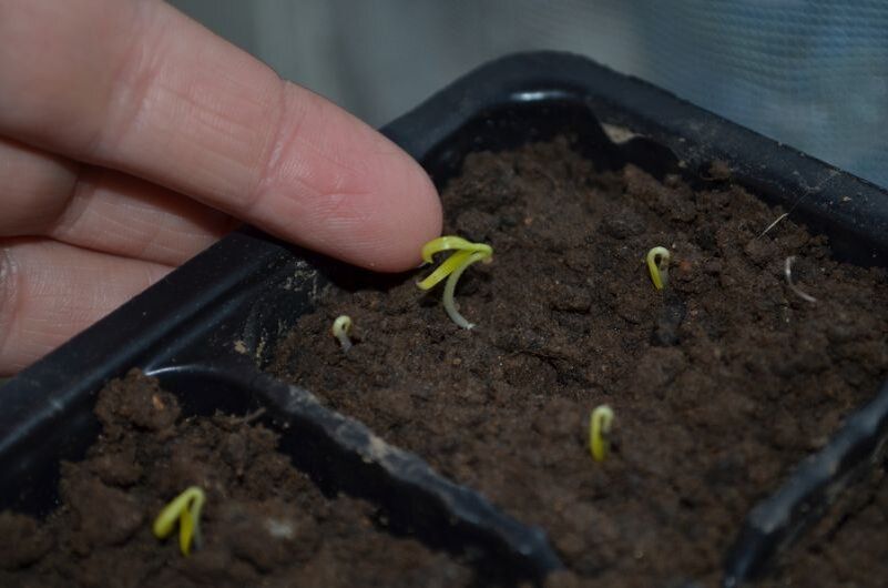 �������� ������: ����� ����� ����� ������ � ������ �� �������