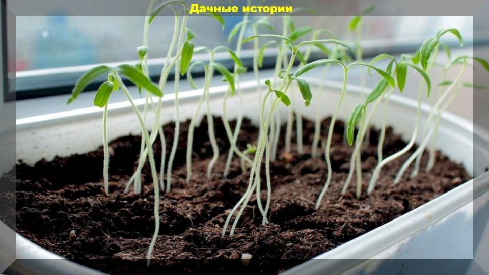 Почему рассада вытягивается и что с этим делать: советы садоводов