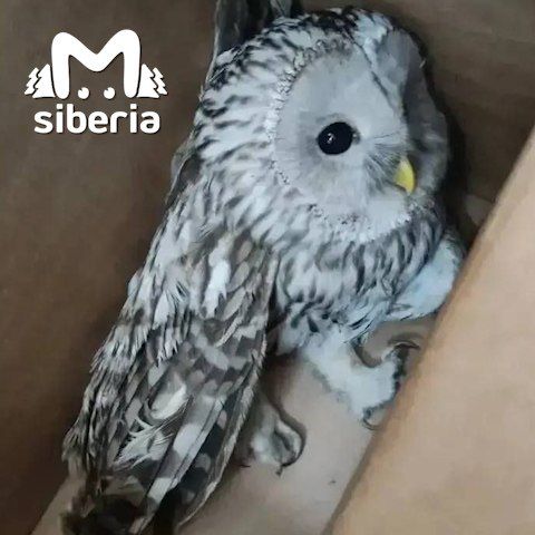 Сова подралась с воронами у Кузбасской клинической психбольницы