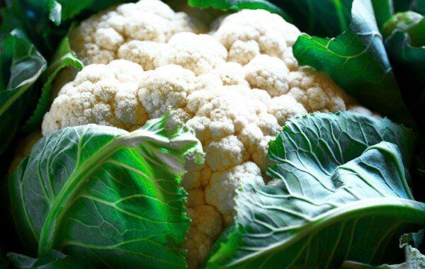 Тайны успешного выращивания цветной капусты без усилий