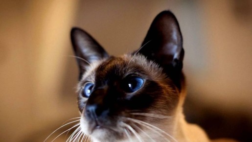 Кошки с характером: ревнивцы, мстители и независимые правители