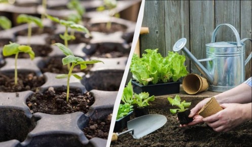 ��� ���� ������ ������� �� ���� � �������: ������ ��������