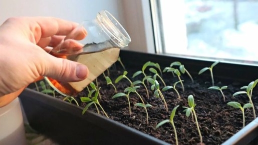 Как правильно поливать рассаду томатов: секреты без лишних забот