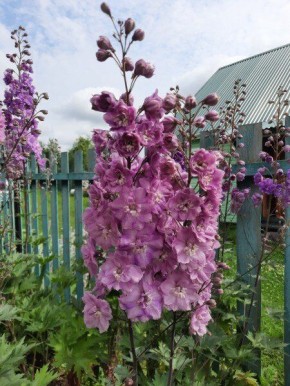 Культивирование дельфиниумов: секреты и советы для успешного размножения