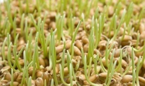 Как прорастить пшеницу дома: шаг за шагом к здоровью