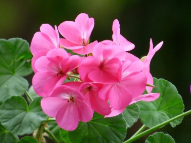 ������ ��������� �������� ������: ��� ����� �������� ��������� �������� ����