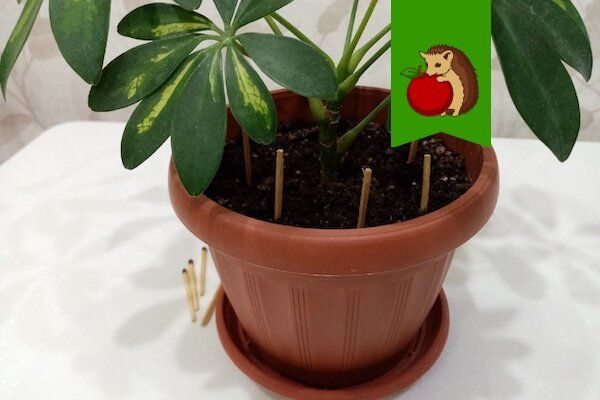 ��������� �������� ����������: ����� ������ ���������� �����������