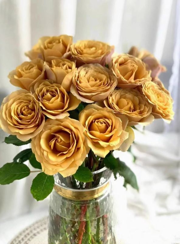 ���� Pine Dream: ���������� ������ �������� ��������, ������������� ����� ��������