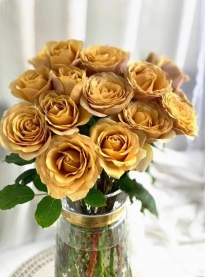 ���� Pine Dream: ���������� ������ �������� ��������, ������������� ����� ��������