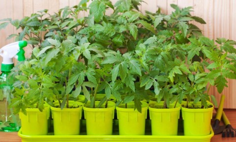 ���������� ������� �������: ������� �������� ������� ��� ���������