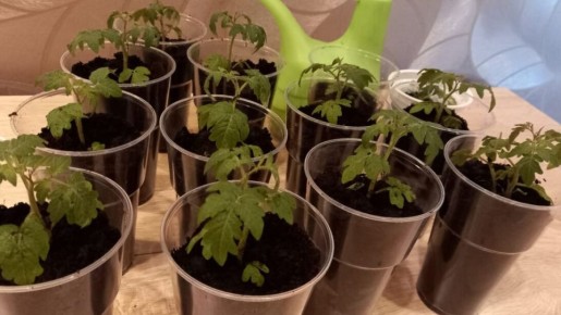 ��� ���������� �������� ������� ������ ������� ����� ���������: ������ � �������