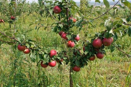 ������ �����: ��� ���� ���� �������� ��������� � ��������?