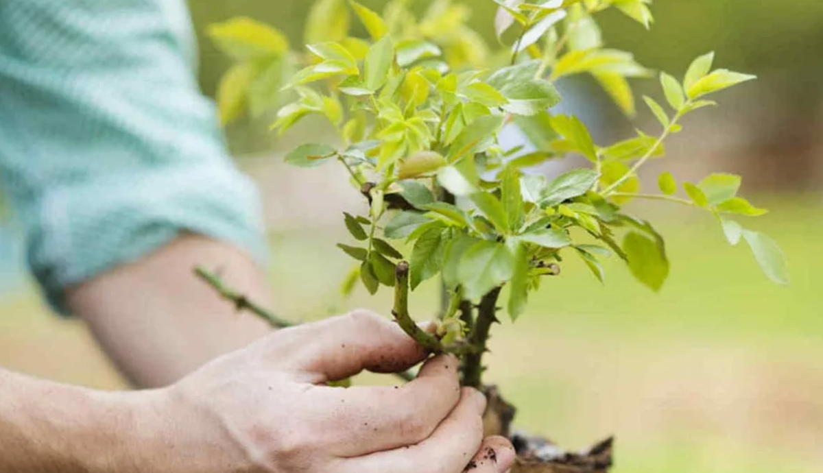 Как сэкономить на саженцах: 10 оригинальных способов получить растения бесплатно