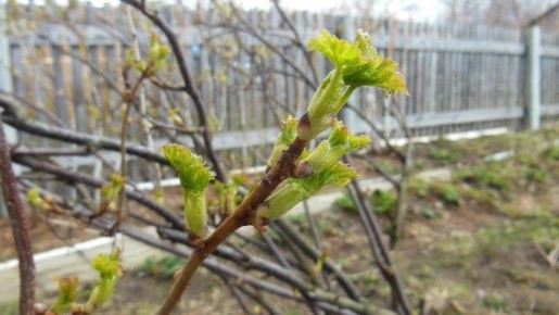 Как не упустить урожай: советы по весенней обработке смородины