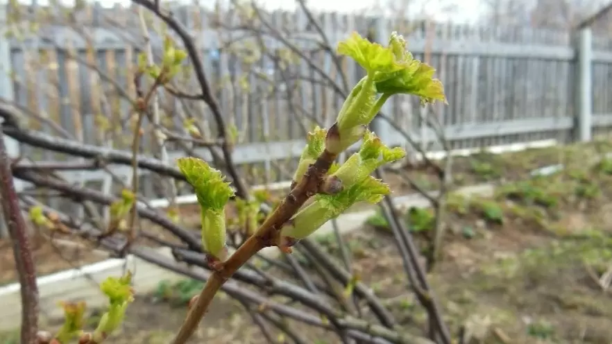 Как не упустить урожай: советы по весенней обработке смородины