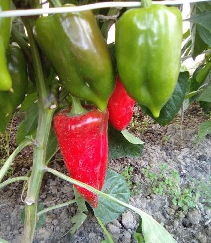 ������� ����: ������ ������� ����� ��� ����������