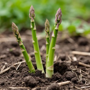 Спаржа в вашем саду: как вырастить это «зеленое золото»