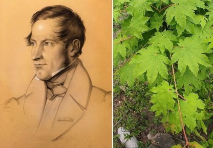 Наследие Зибольда в саду: шесть растений, названных в честь великого ботаника