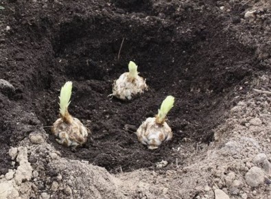 ��� ��������� �������� ���������� �����: ����������, ����� � ��������