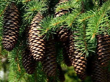 ����� ��� ��������� �������� ��� ������ �����