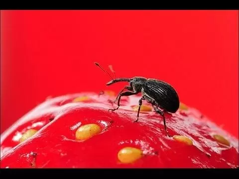 Как справиться с долгоносиками на клубнике: секреты и советы для успешного урожая