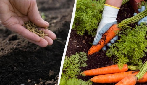 Секреты зимнего посева моркови: как получить щедрый урожай