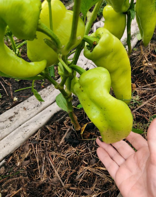 ����������� ������ �� ��������� ������ ������ ������ ��� ������� ������