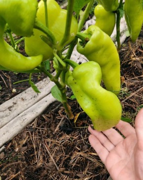 ����������� ������ �� ��������� ������ ������ ������ ��� ������� ������