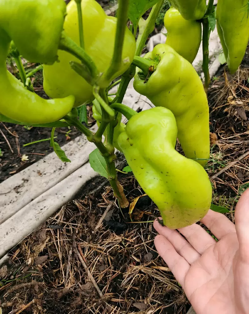 Эффективные советы по удобрению перцев прелой травой для щедрого урожая