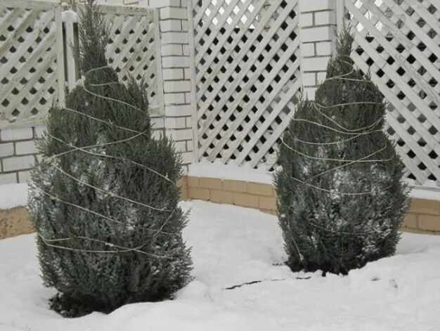 ������������ ���������: ���� ������� ��� �������