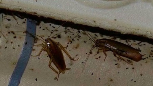 Тараканы атакуют: как навсегда избавиться от непрошеных гостей