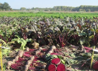 ���� ��� �����: ���� � ����������