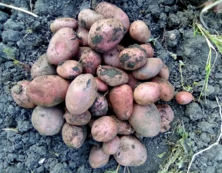 Секреты длительного хранения картофеля: советы по уборке и подготовке