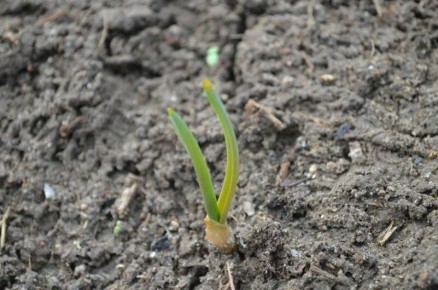 ��� ��������� ��������� �� �������� ������: ������ ��� ���������