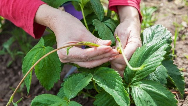 ��� ����� ���������� ��������: ������� ��������� ���������� ����