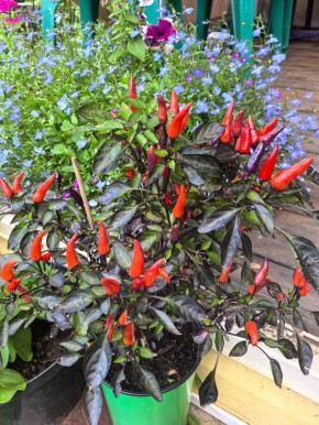 Изумительные сорта перца, которые порадуют высокими урожаями