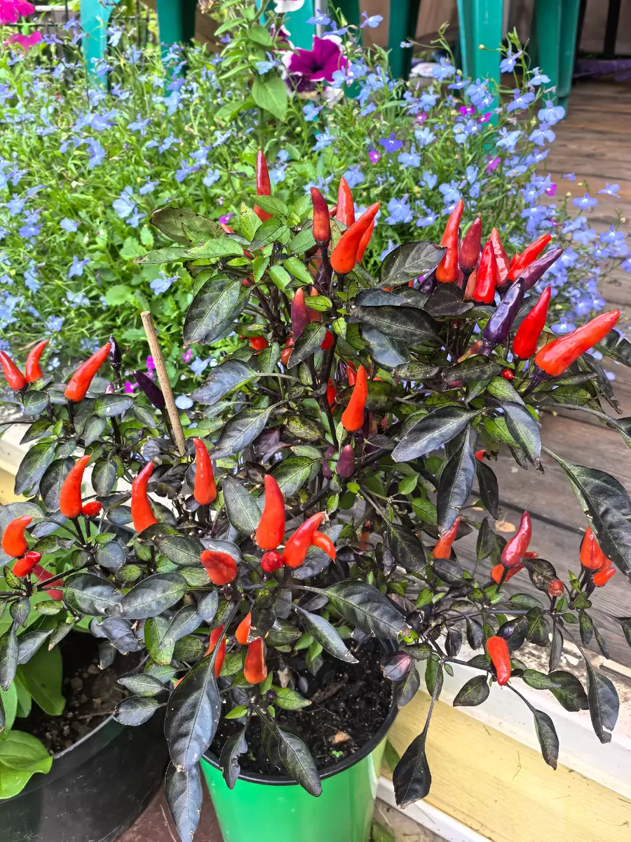 Изумительные сорта перца, которые порадуют высокими урожаями