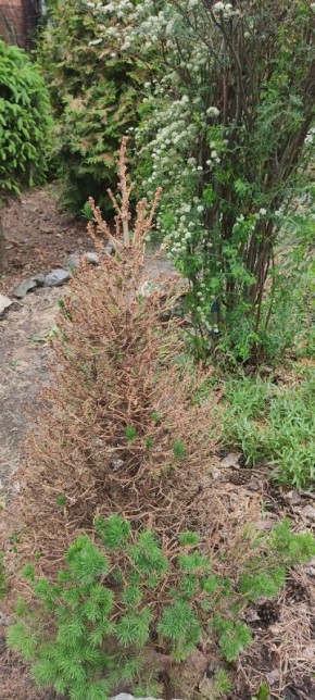 Как сохранить ель Коника: секреты заботы о капризной красавице