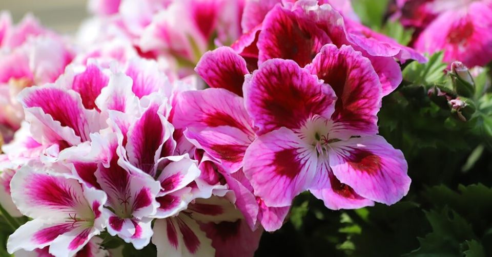 ������ ���������: ������� ����� �� ����������� ��� ������ ��������