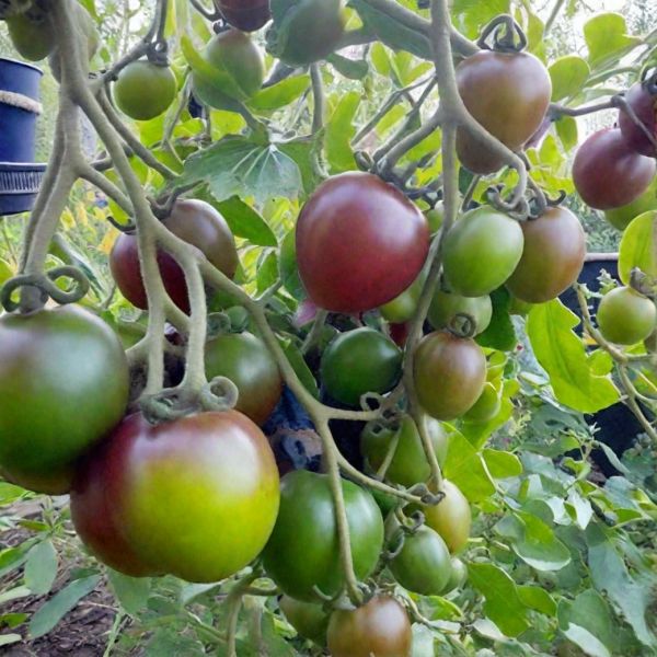 ����� ������� ����������: �������� � ������ �����