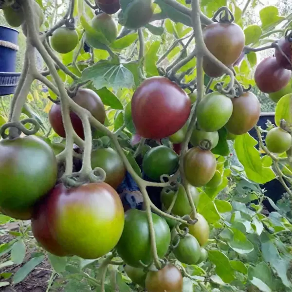 Томат монисто изумрудное: экзотика в каждом плоде