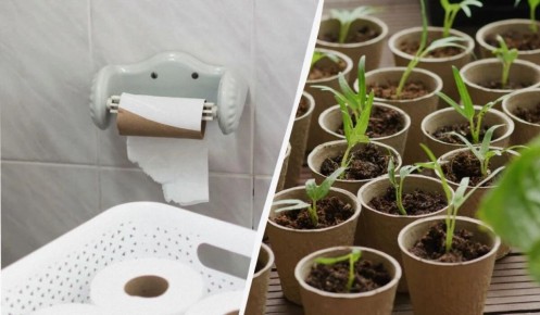 Как освободить пространство в кошельке: хитрость с туалетными втулками для рассадоделов