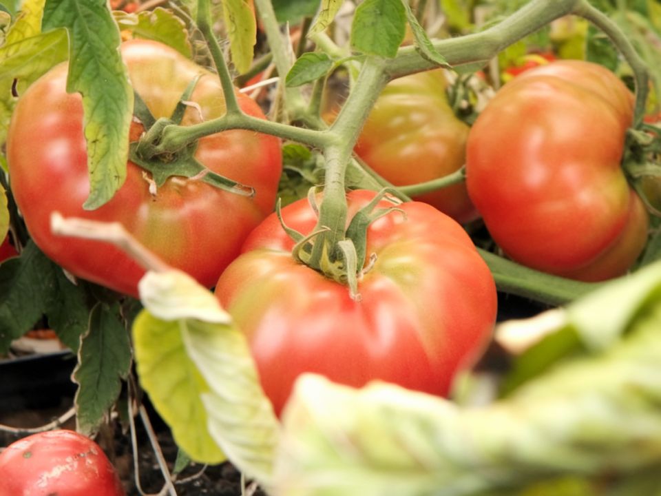 ������� �������� ���������: ��� ������� ������ ������� � ������