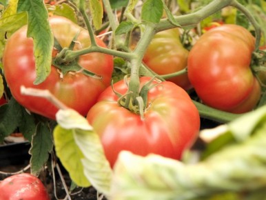 ������� �������� ���������: ��� ������� ������ ������� � ������