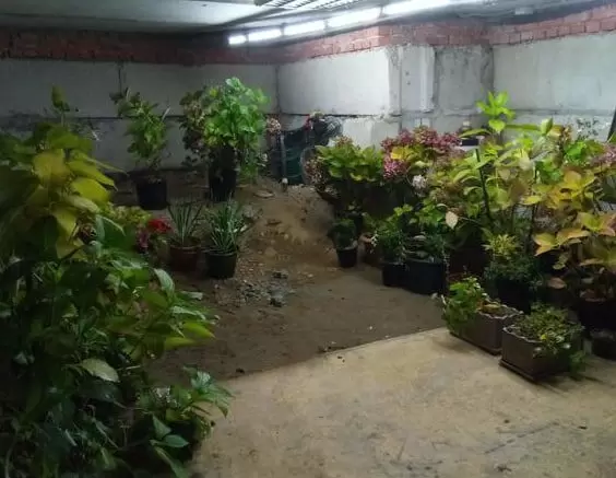 Сохранение гортензии в горшках: секреты зимовки