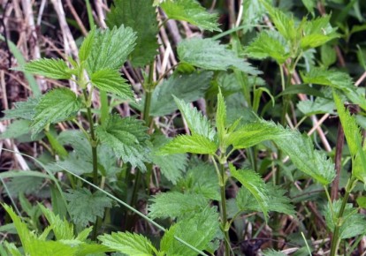 �������� ���������� ��������: ��� ����� ������� �� ����