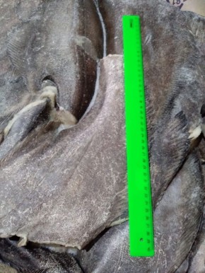 Палтус сине-корый: деликатес, который стоит попробовать