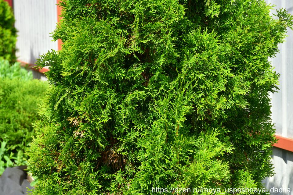 ��� ���������� ��� � ����: ��������� ������ ��� ����� ������